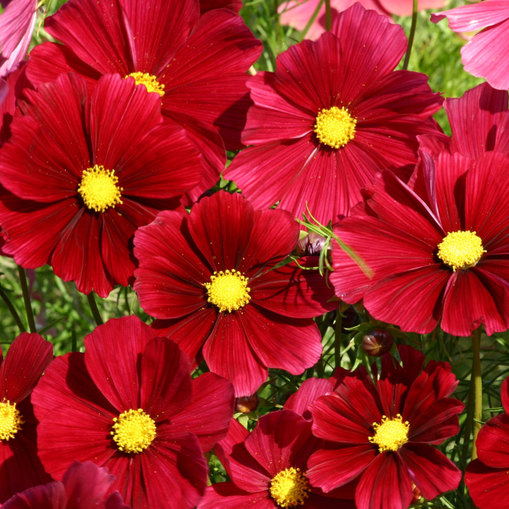 Cosmos Rubenza